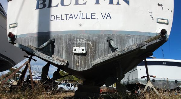Blue Fin - Image 14